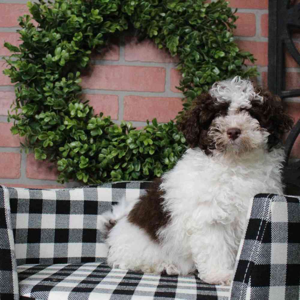 carousel pet images
