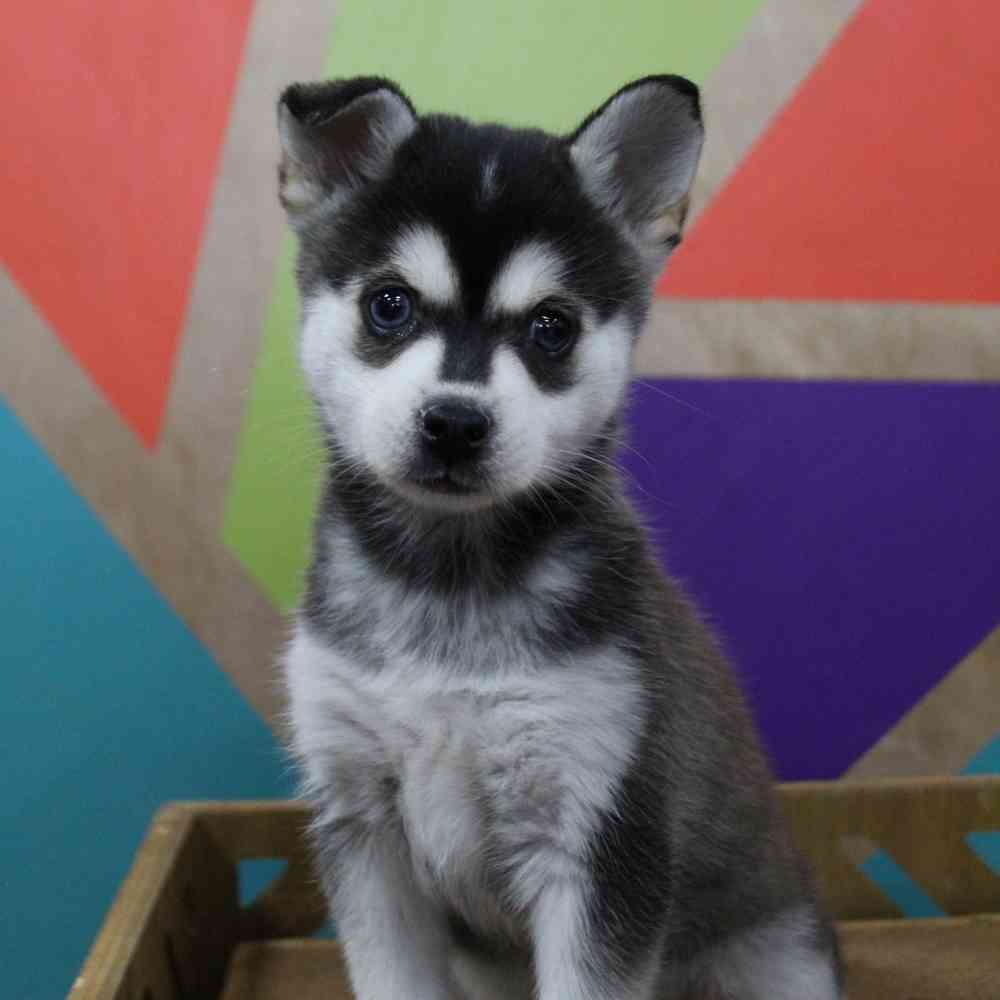 Image of a pet breed in the gallery
