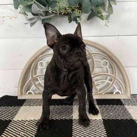 French Bulldog