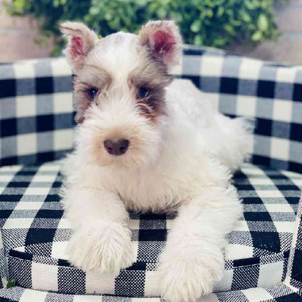 Male Mini Schnauzer Puppy for sale