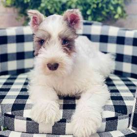 Mini Schnauzer