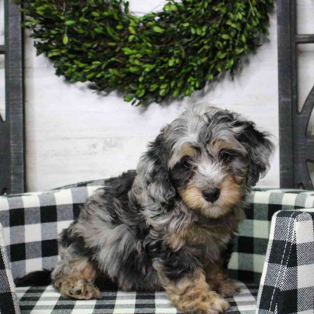 Male Mini Bernedoodle Puppy for sale