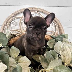 French Bulldog