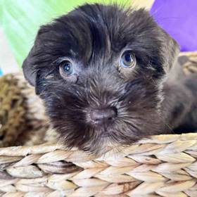 Mini Schnauzer