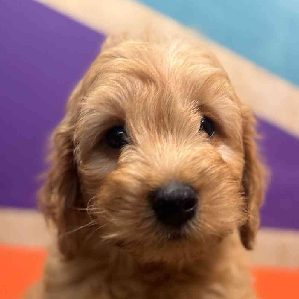 carousel pet images
