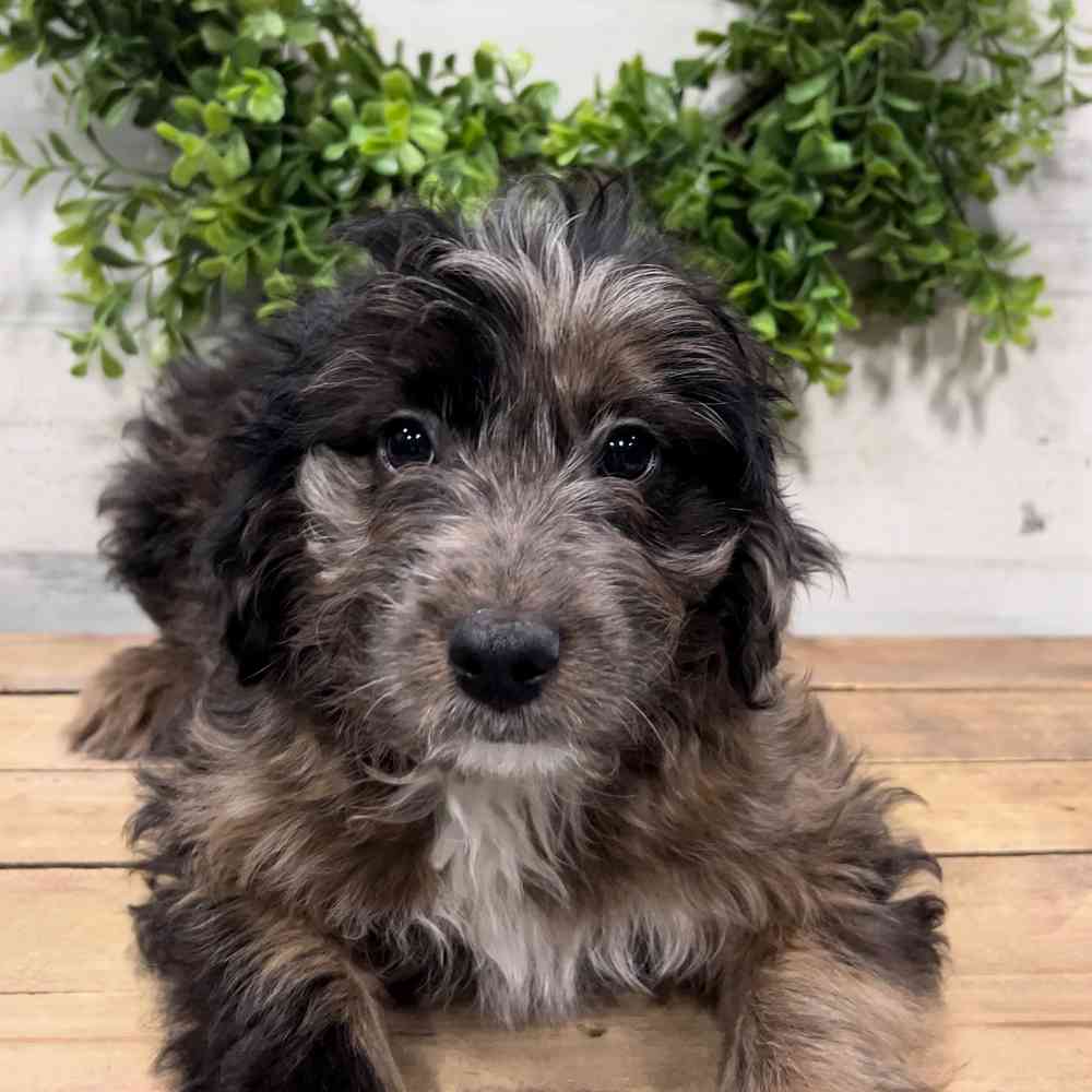 carousel pet images