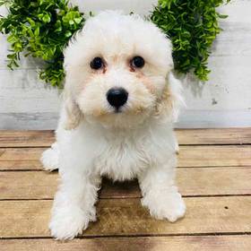 Cavachon