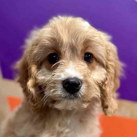 Cavapoo