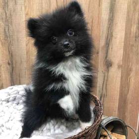 Pomeranian