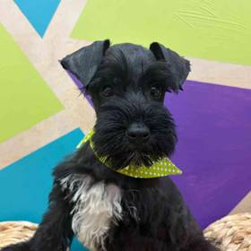 Mini Schnauzer