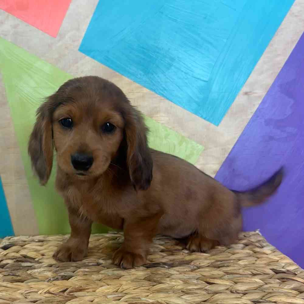 Image of a pet breed in the gallery