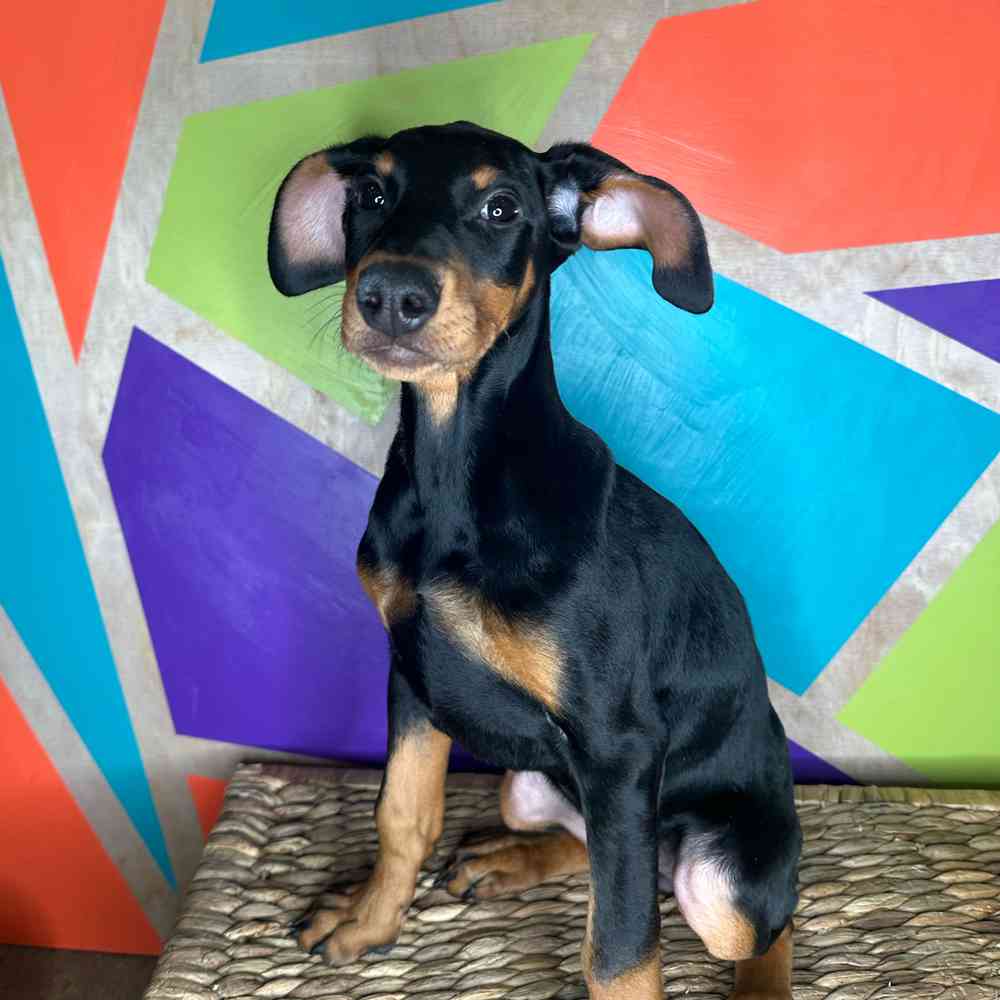 carousel pet images