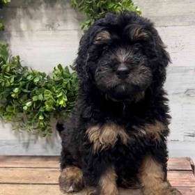 Mini Bernedoodle