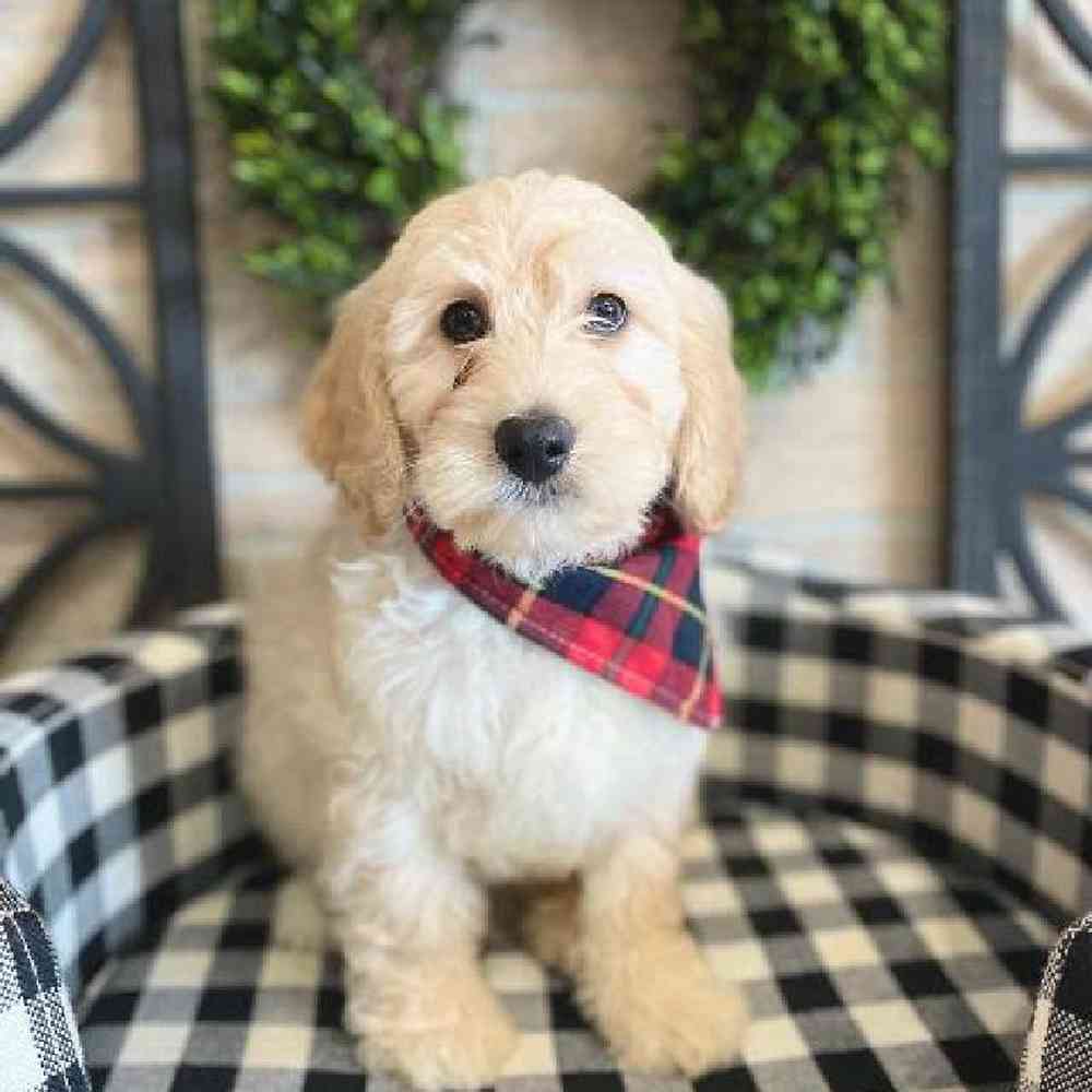 Male Mini Goldendoodle Puppy for sale