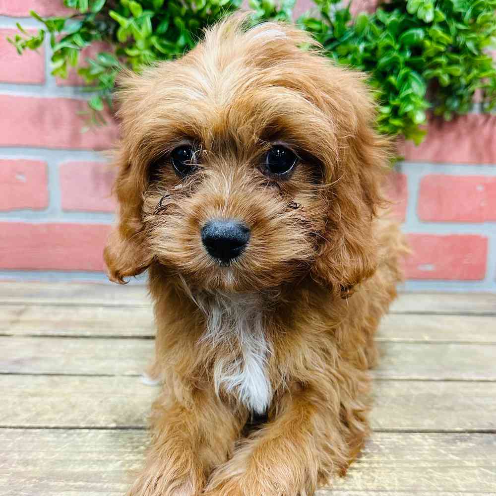 carousel pet images