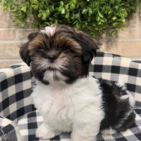 Shih Tzu