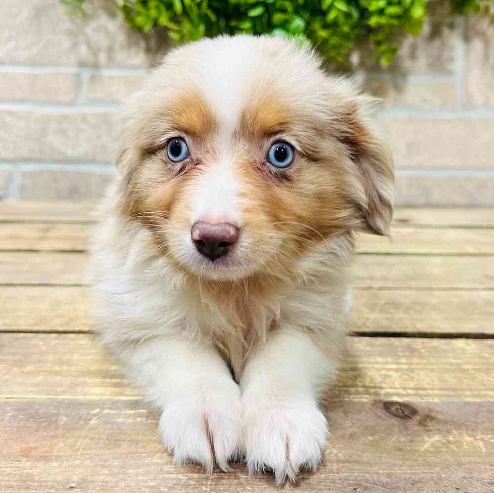 carousel pet images