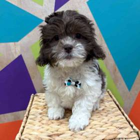 Shipoo