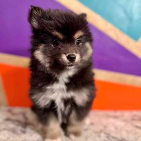 Pomsky