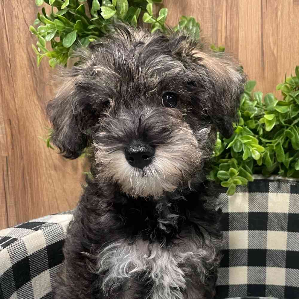 carousel pet images