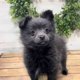 Pomeranian