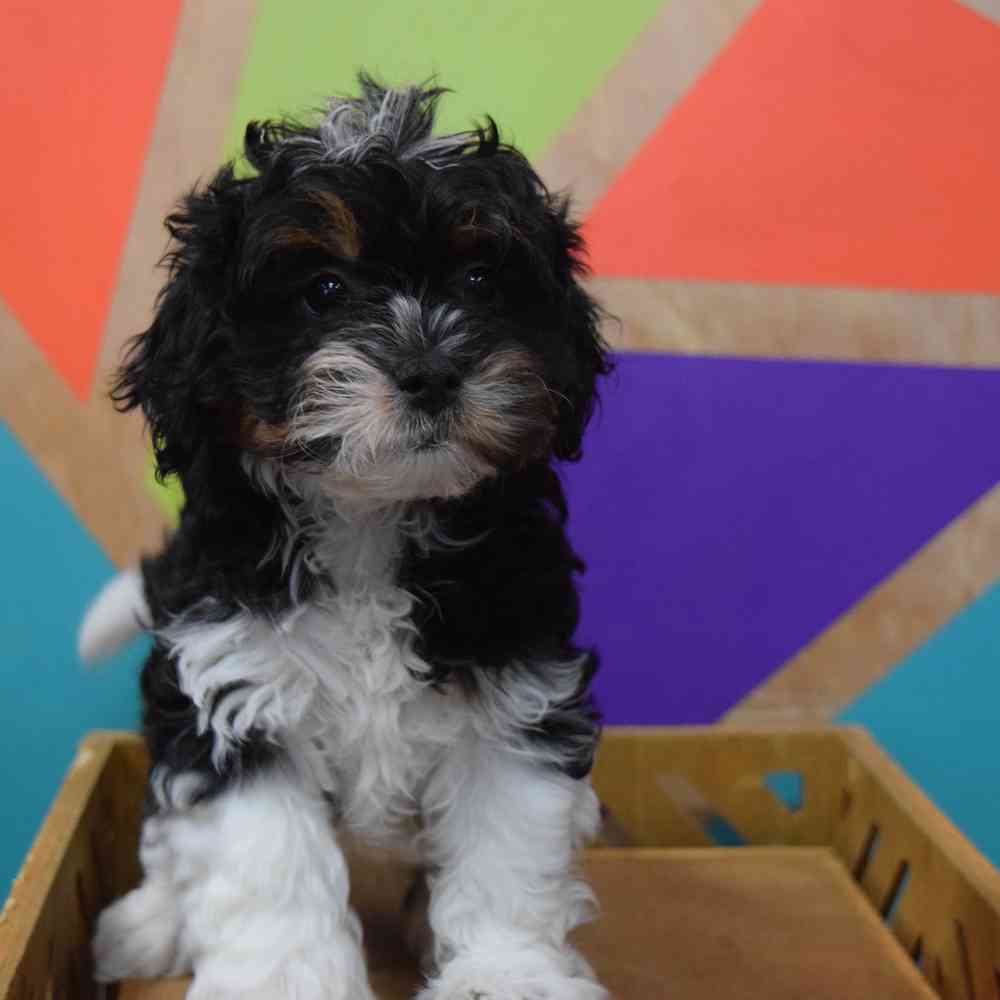 carousel pet images