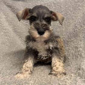Mini Schnauzer