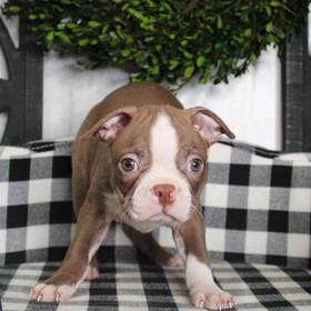 Boston Terrier