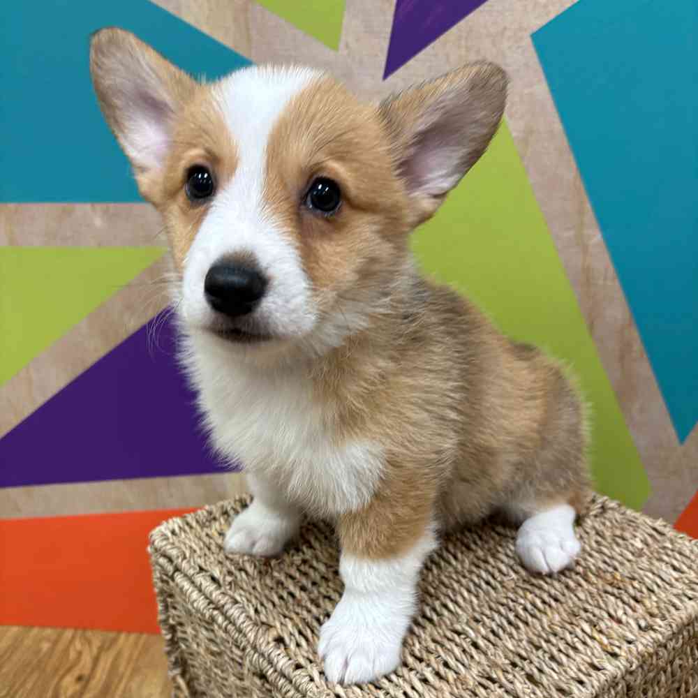 Image of a pet breed in the gallery