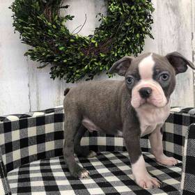 Boston Terrier