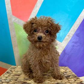Mini Poodle