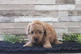 Mini Poodle