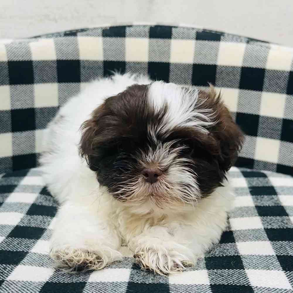 carousel pet images