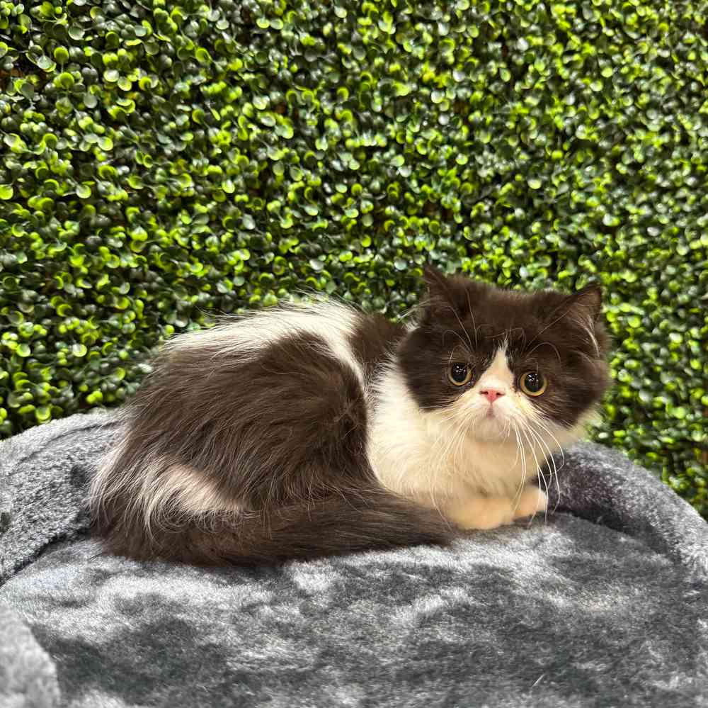 carousel pet images