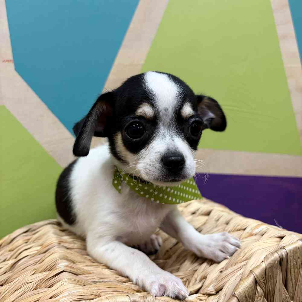 carousel pet images