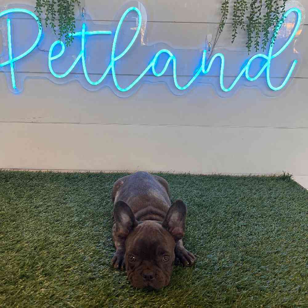 carousel pet images