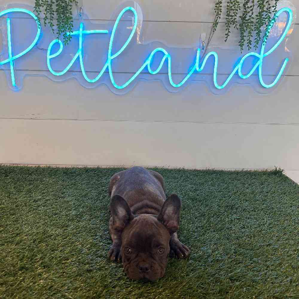 Male French Bulldog Puppy for sale