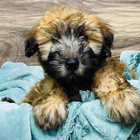 Soft Coated Wheaten Terrier