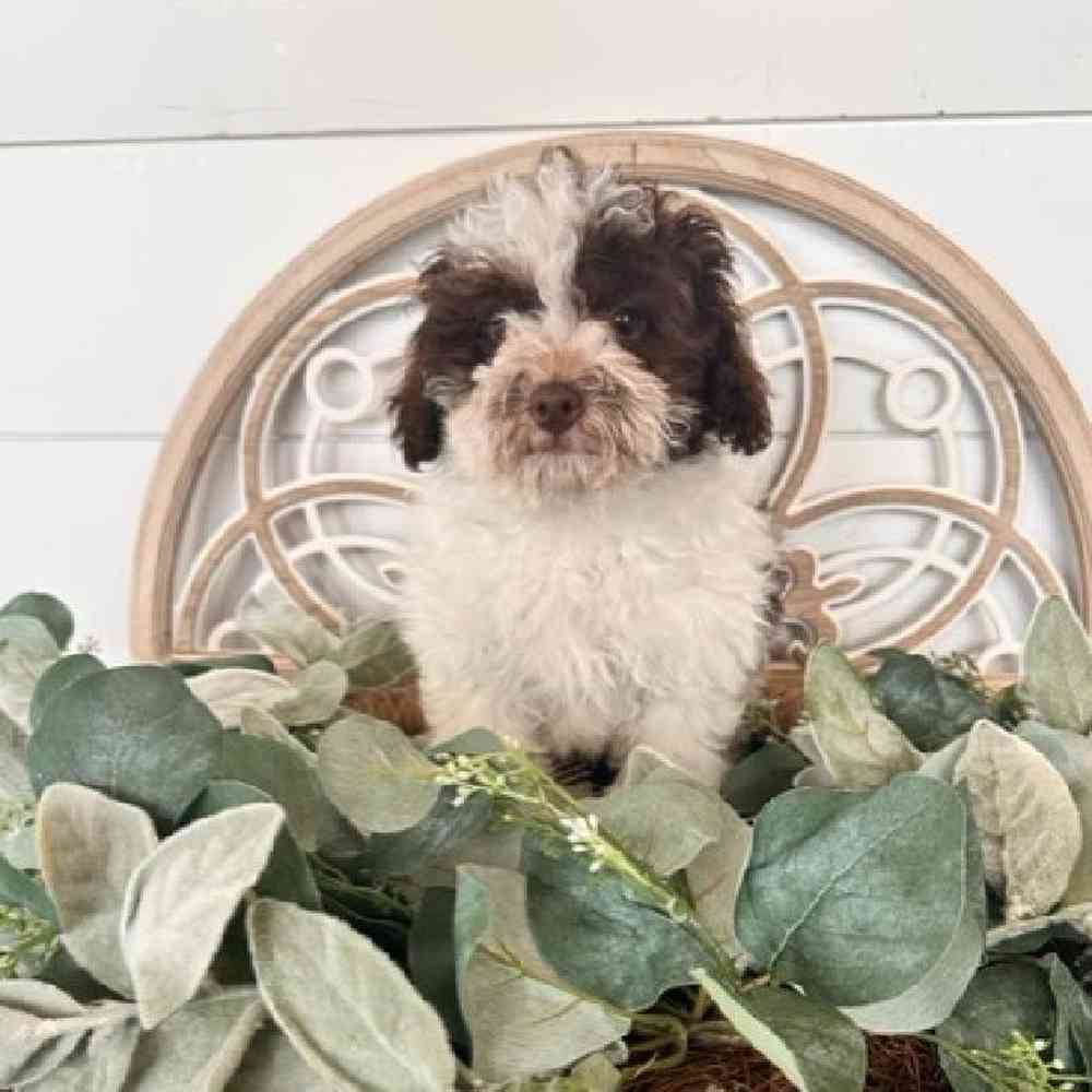 Female Bichon-Poodle Puppy for Sale in Joplin, MO