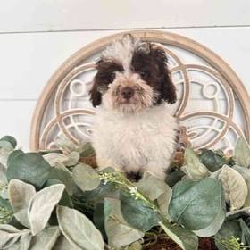 BichonPoo