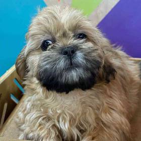 Shih Tzu