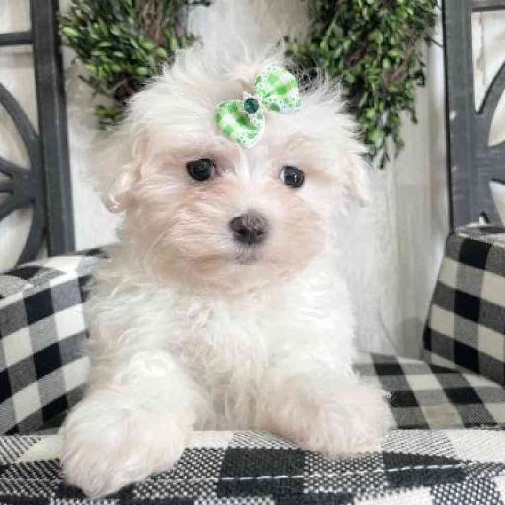 Female Maltese Puppy for sale