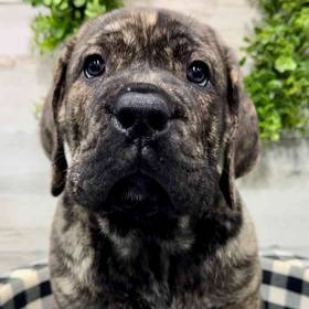 Boerboel