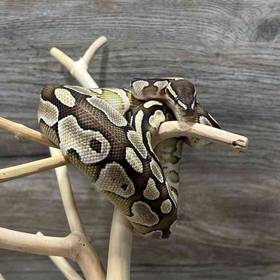 Ball Python