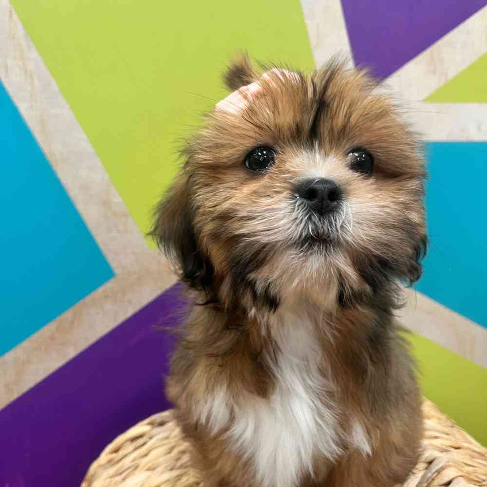 Image of a pet breed in the gallery