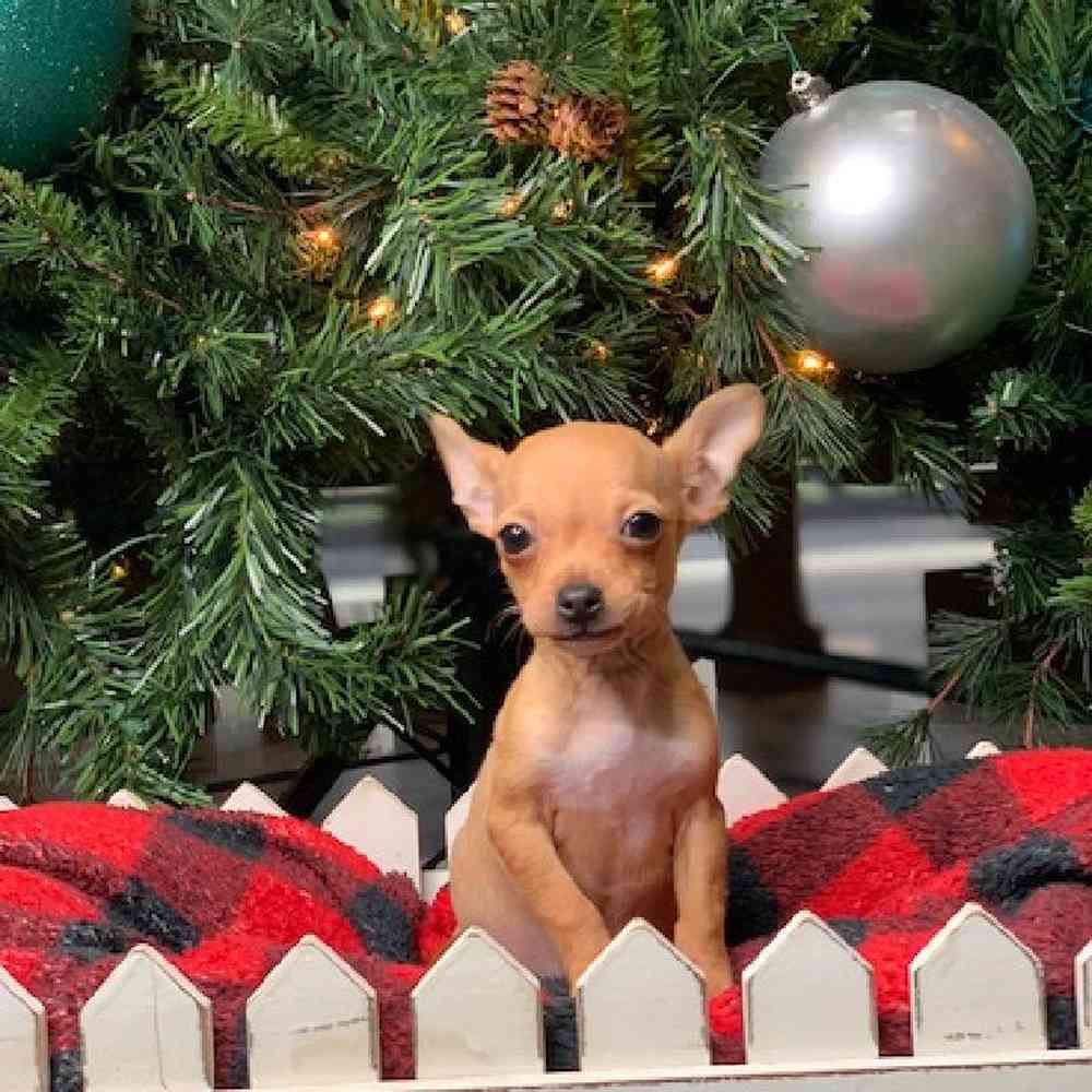 carousel pet images