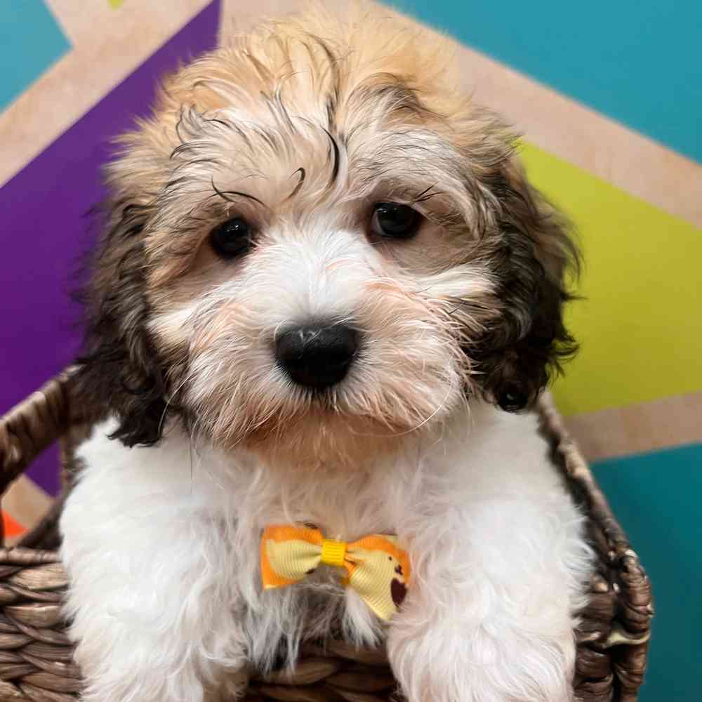 carousel pet images
