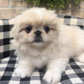 Pekingese