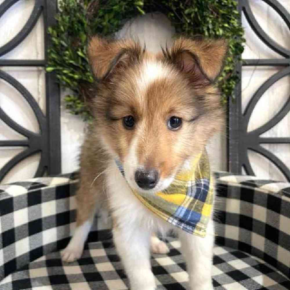 Baby sheltie best sale puppies