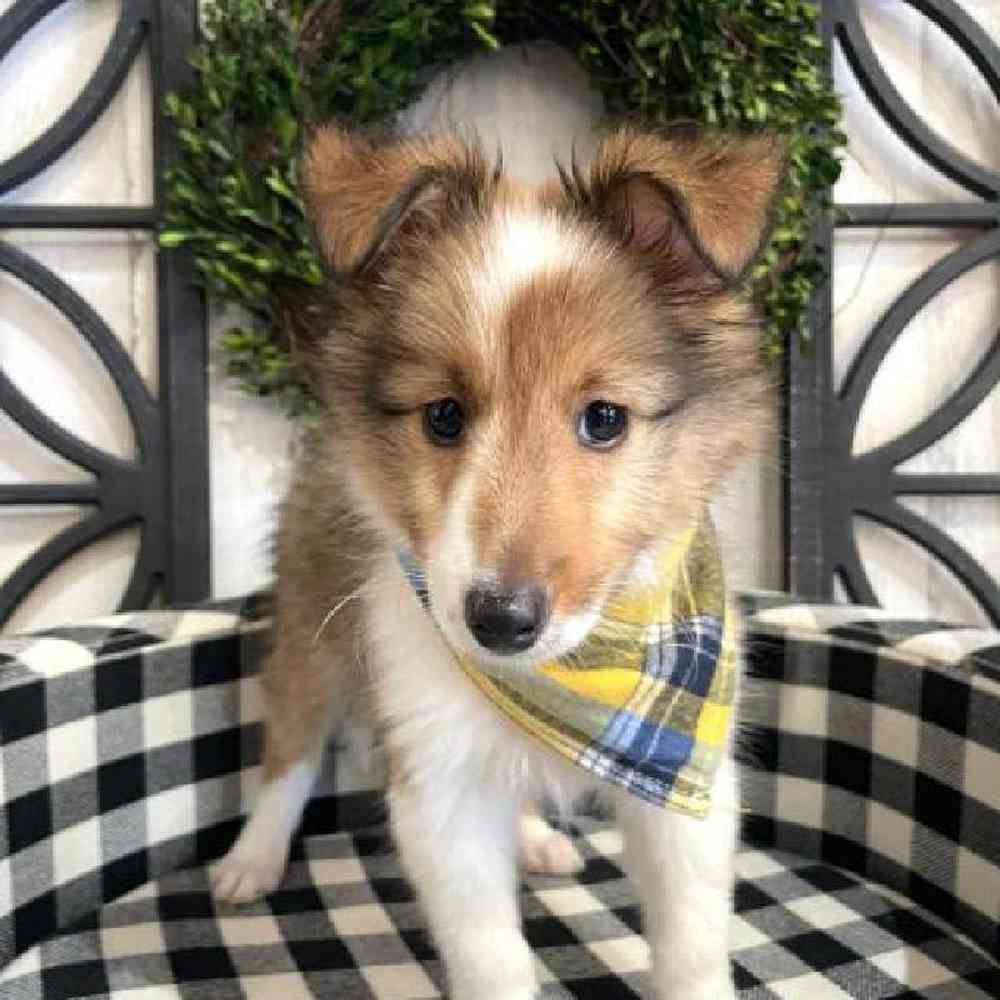 Male Sheltie Puppy for sale